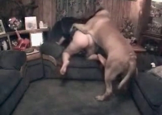 Dog plays with a lusty as fuck zoophile