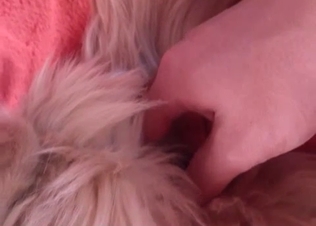 Dude fingering that animal's pussy